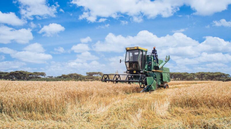 Wheat Harvesting Kenya