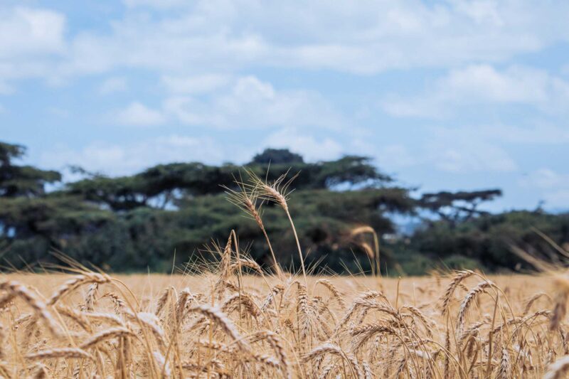 Wheat Harvesting Kenya