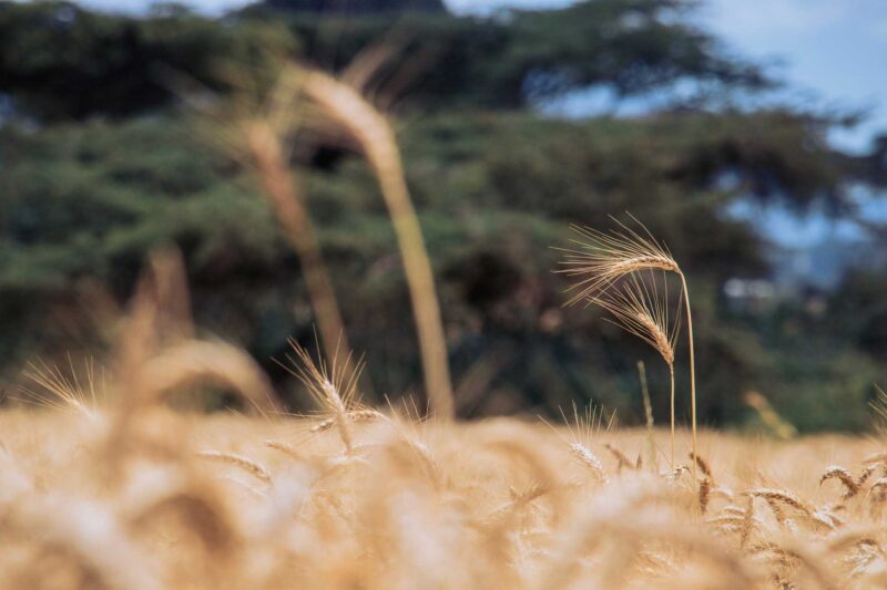 Wheat Harvesting Kenya