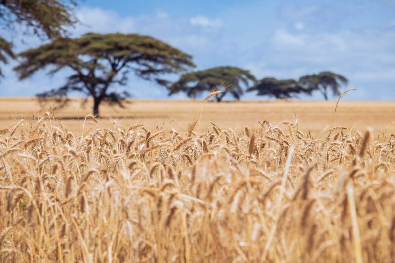 Wheat Harvesting Kenya