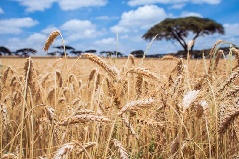 Wheat Harvesting Kenya