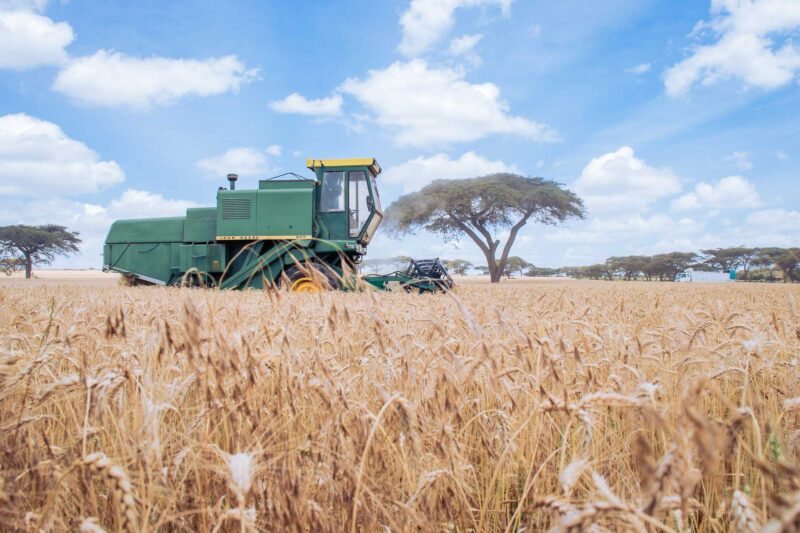 Wheat Harvesting Kenya