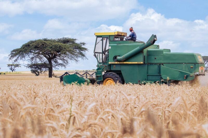 Wheat Harvesting Kenya