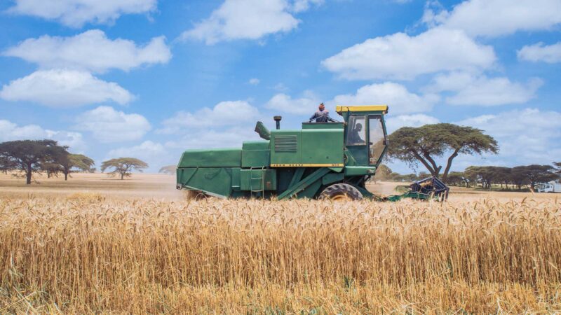 Wheat Harvesting Kenya