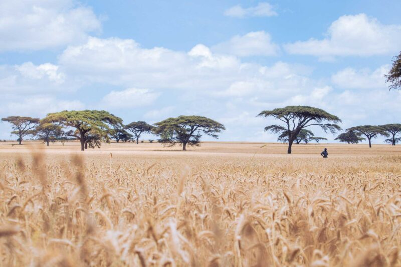 Wheat Harvesting Kenya