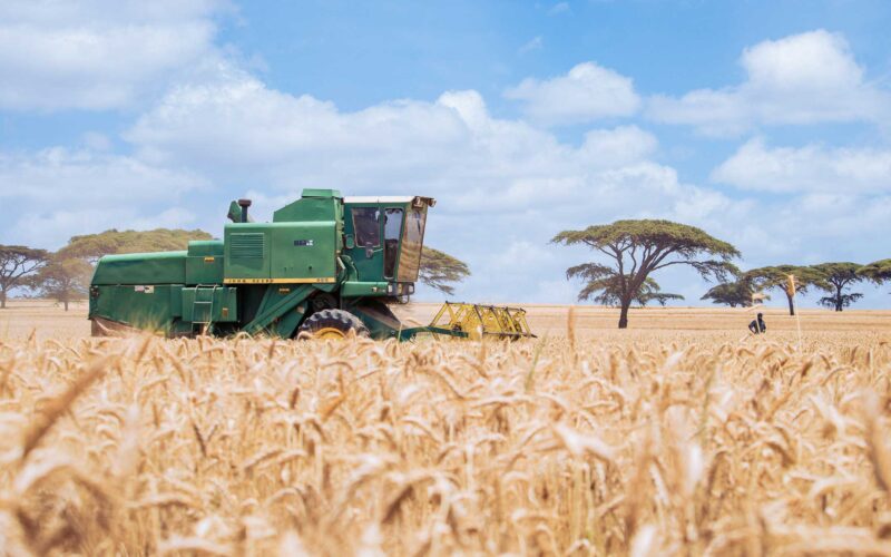Wheat Harvesting Kenya