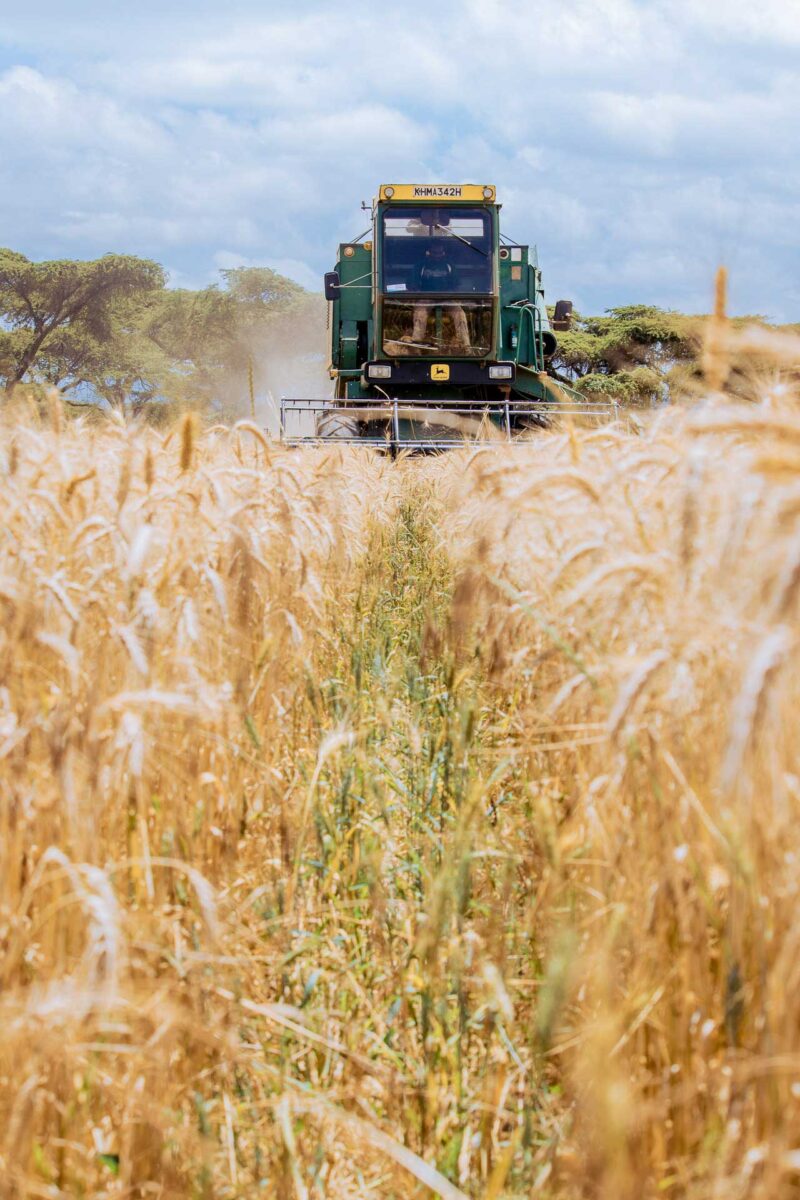 Wheat Harvesting Kenya