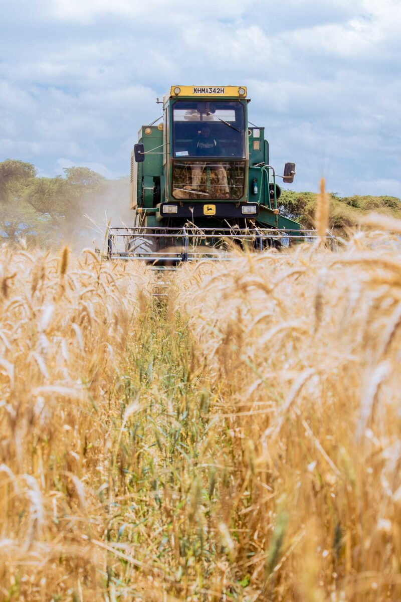 Wheat Harvesting Kenya