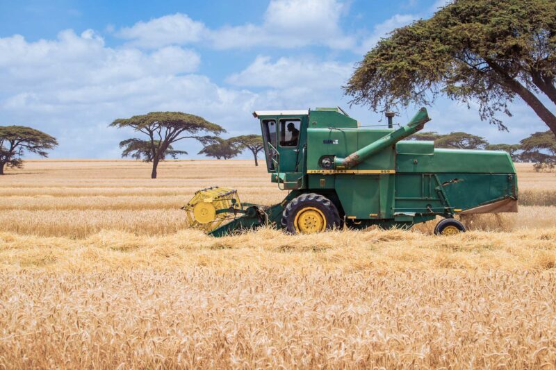 Wheat Harvesting Kenya