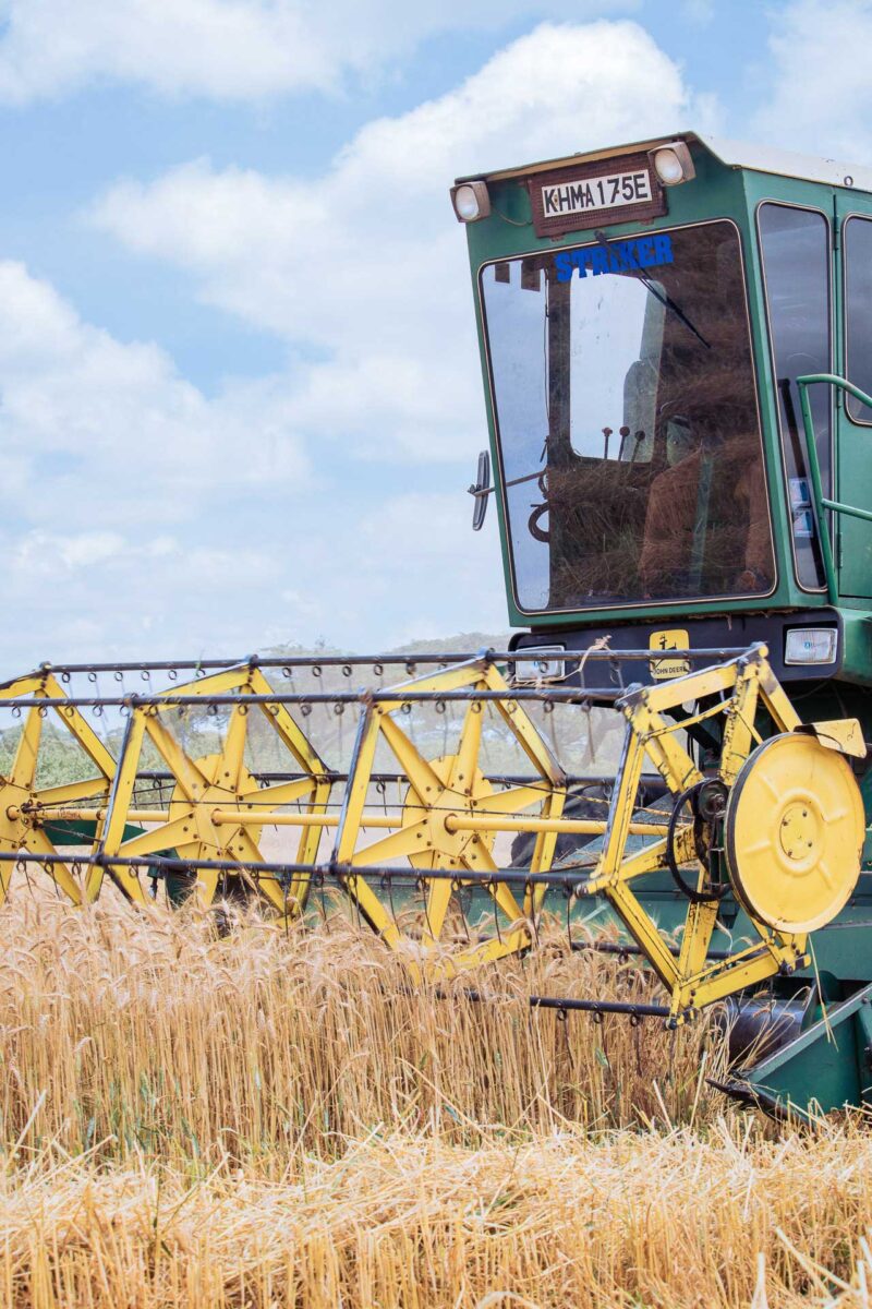 Wheat Harvesting Kenya
