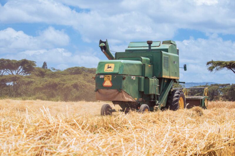 Wheat Harvesting Kenya