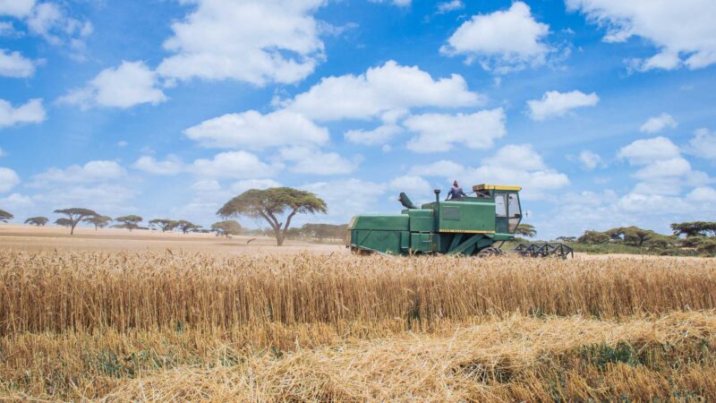 Wheat Harvesting Kenya