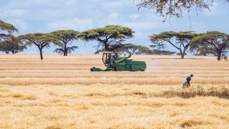 Wheat Harvesting Kenya