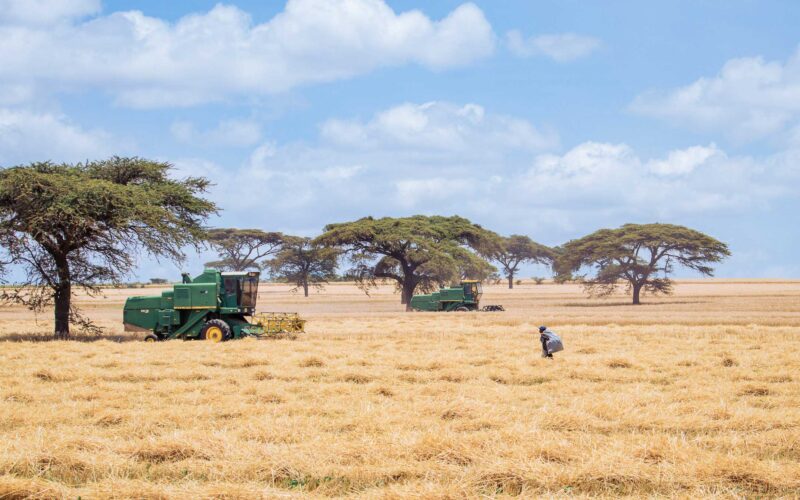 Wheat Harvesting Kenya