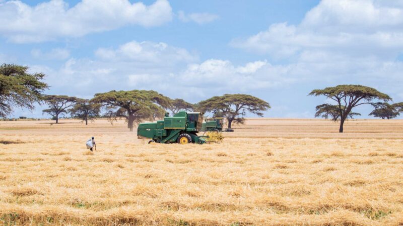 Wheat Harvesting Kenya