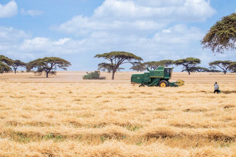 Wheat Harvesting Kenya
