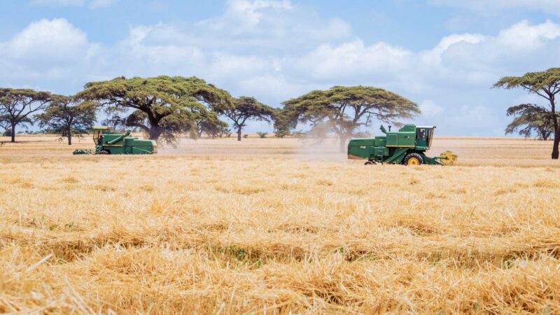 Wheat Harvesting Kenya