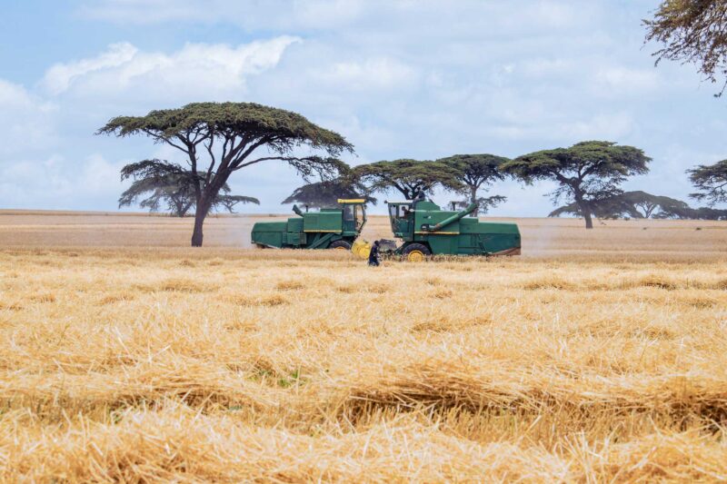 Wheat Harvesting Kenya