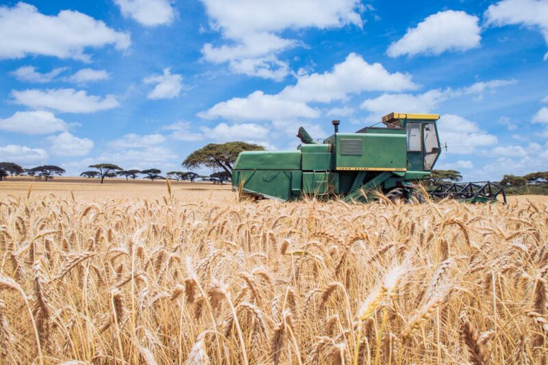 Wheat Harvesting Kenya