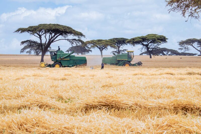 Wheat Harvesting Kenya