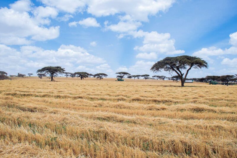 Wheat Harvesting Kenya