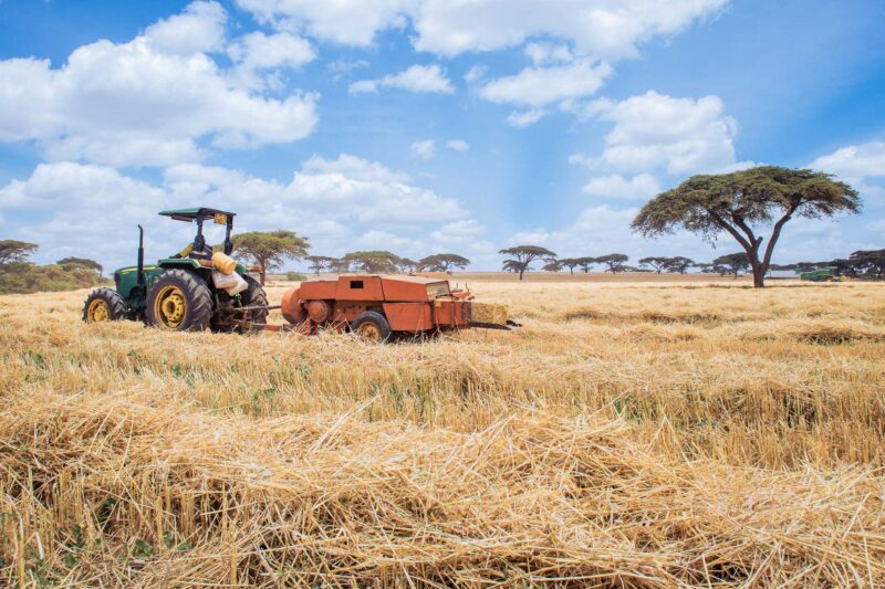 Wheat Harvesting Kenya