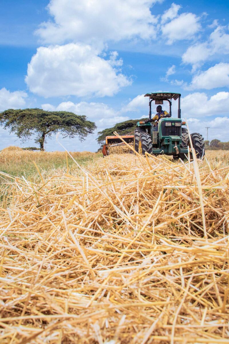 Wheat Harvesting Kenya