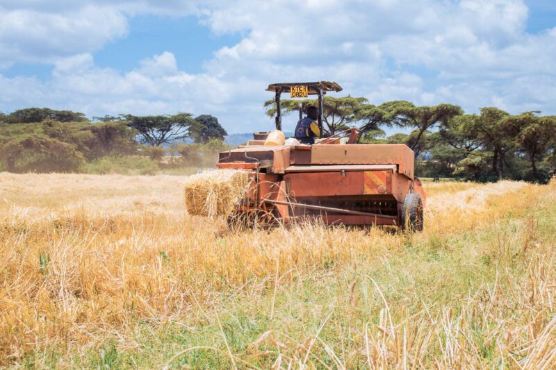 Wheat Harvesting Kenya
