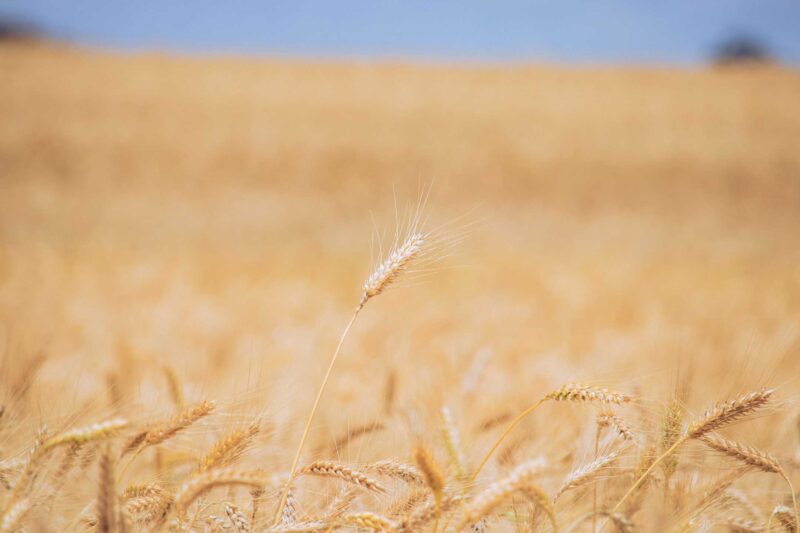Wheat Harvesting Kenya