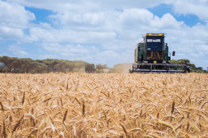 Wheat Harvesting Kenya