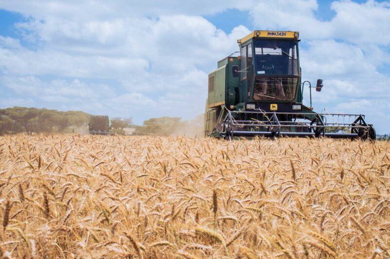 Wheat Harvesting Kenya