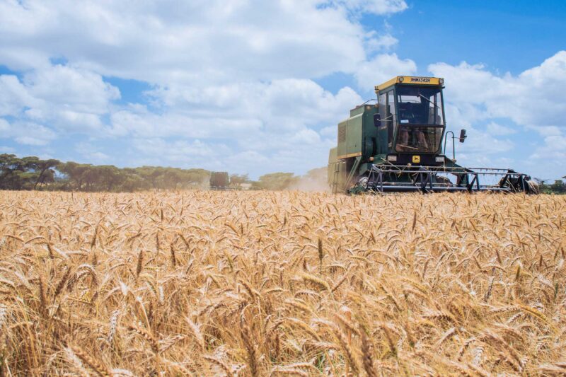 Wheat Harvesting Kenya