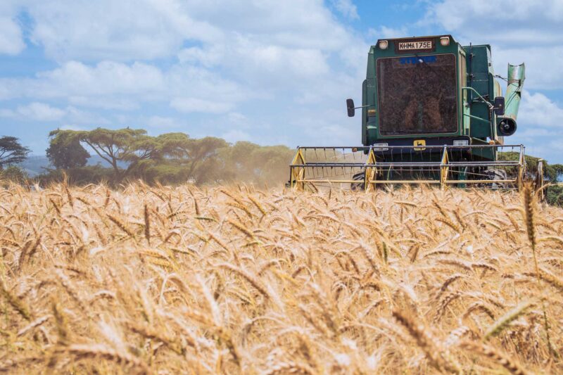 Wheat Harvesting Kenya