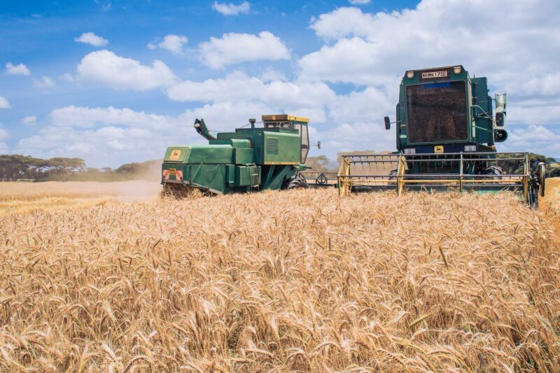 Wheat Harvesting Kenya